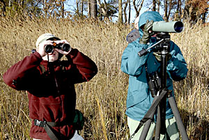 Bird watching at Eastern Neck Wildlife Preserve